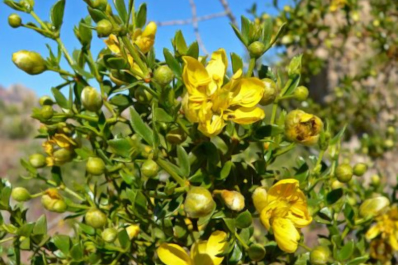 Creosote bush in bloom